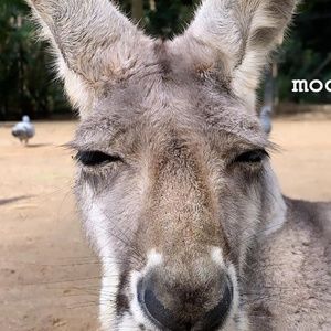 Meet your Posher, Isabella